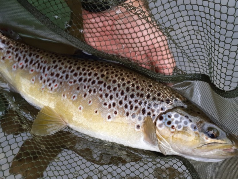 Court of Noke trout - JA from Leominster